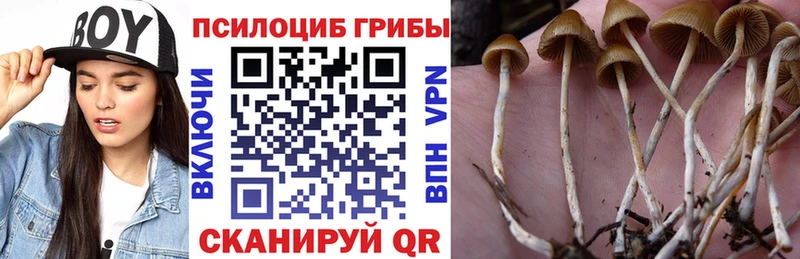 omg ССЫЛКА  Новоалександровск  Галлюциногенные грибы мицелий 